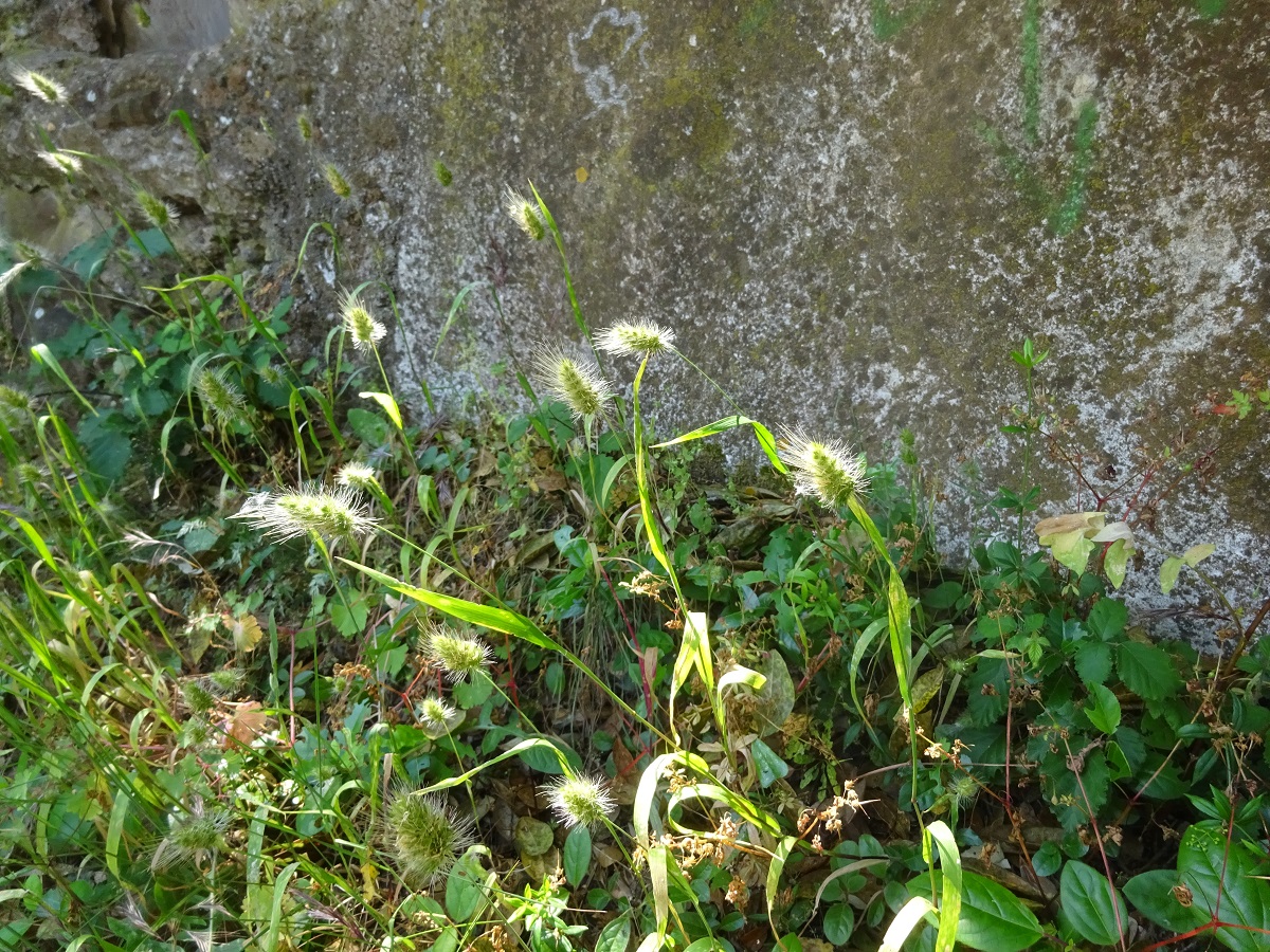 Cynosurus echinatus (Poaceae)